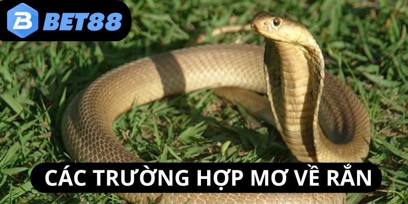 mo-thay-ran-can-cac-truong-hop